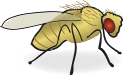 Drosophila.png
