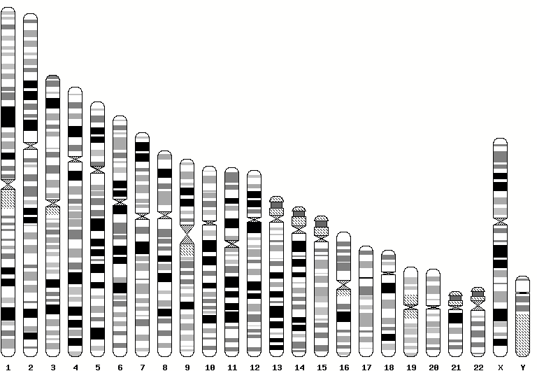 GBrowse karyotype.png