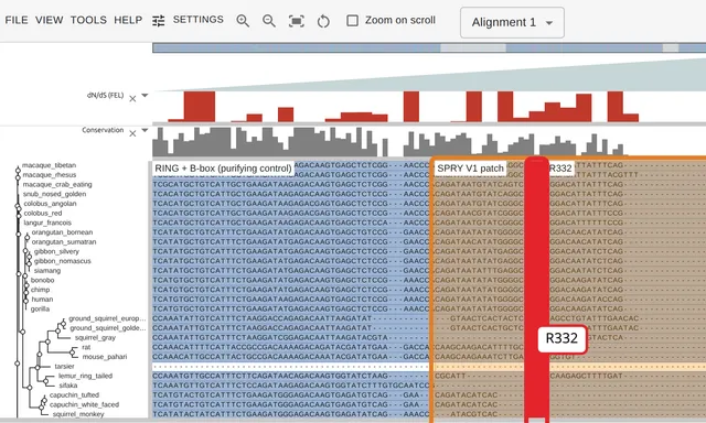 32 primate TRIM5 orthologs at codon resolution over the SPRY V1 patch, with a red per-codon dN/dS track above