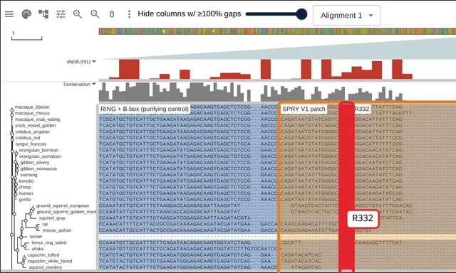 32 primate TRIM5 orthologs at codon resolution over the SPRY v1 patch, with a red per-codon dN/dS track above
