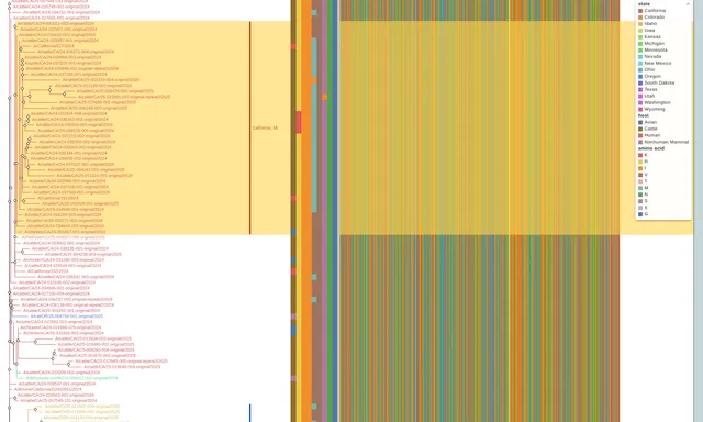 An H5N1 tree with tip labels colored by state, nine color strips beside it, labeled brackets in the gutter and the whole tree in an overview band above
