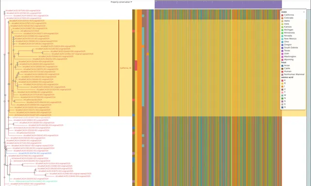 An H5N1 tree with tip labels colored by state, nine color strips beside it, labeled brackets in the gutter and the whole tree in an overview band above