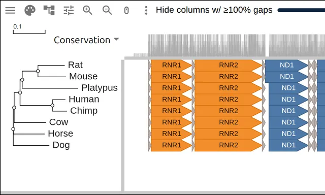 Eight mammal mitochondrial genomes as rows of gene arrows, colored by respiratory complex and labeled by gene name