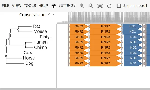 Eight mammal mitochondrial genomes as rows of gene arrows, colored by respiratory complex and labeled by gene name