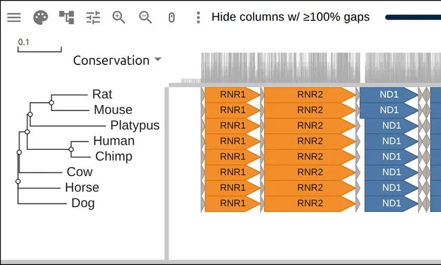 Eight mammal mitochondrial genomes as rows of gene arrows, colored by respiratory complex and labeled by gene name