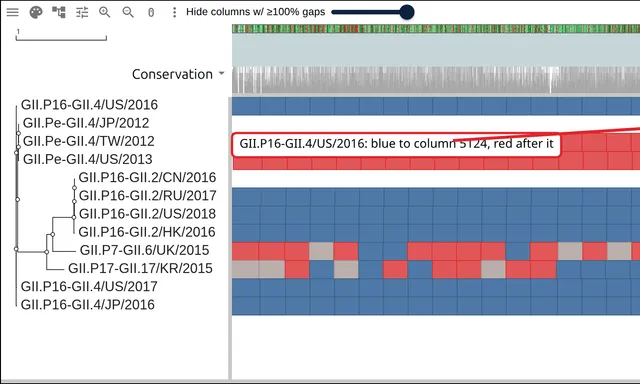 Twelve norovirus rows of 200-base windows colored by closer parent, three of them turning from blue to red at the ORF1/ORF2 junction