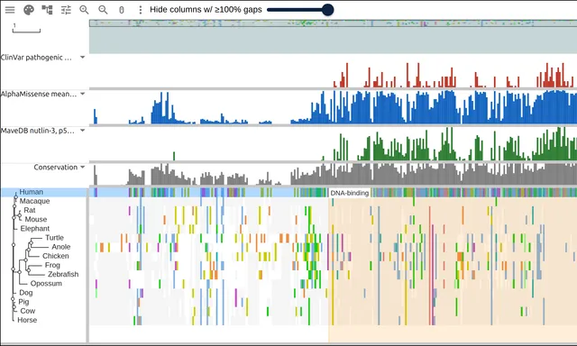 ClinVar, AlphaMissense and MaveDB bar tracks over a p53 ortholog alignment, all three peaking on the DNA-binding domain