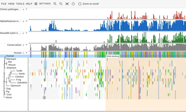 ClinVar, AlphaMissense and MaveDB bar tracks over a p53 ortholog alignment, all three peaking on the DNA-binding domain