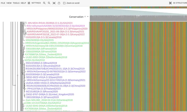 RSV tip labels colored by Nextstrain clade, green A.D rows giving way to purple A.D.3 rows, with the clade legend beside them