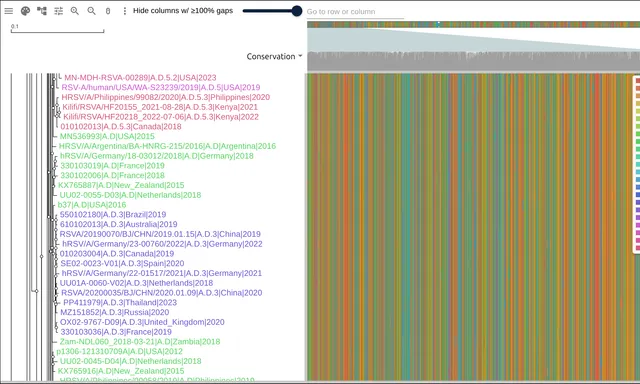 RSV tip labels colored by Nextstrain clade, green A.D rows giving way to purple A.D.3 rows, with the clade legend beside them