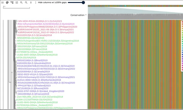 RSV tip labels colored by Nextstrain clade, green A.D rows giving way to purple A.D.3 rows, with the clade legend beside them