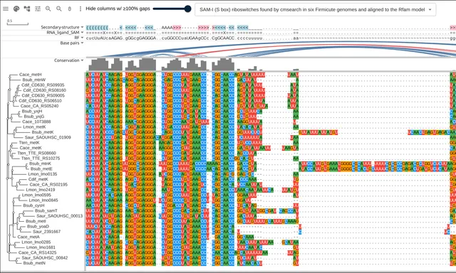 37 SAM riboswitch hits aligned under a consensus secondary structure, with base-pair arcs spanning the helices