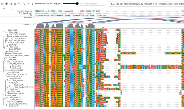 37 SAM riboswitch hits aligned under a consensus secondary structure, with base-pair arcs spanning the helices