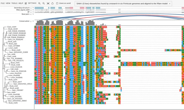37 SAM riboswitch hits aligned under a consensus secondary structure, with base-pair arcs spanning the helices