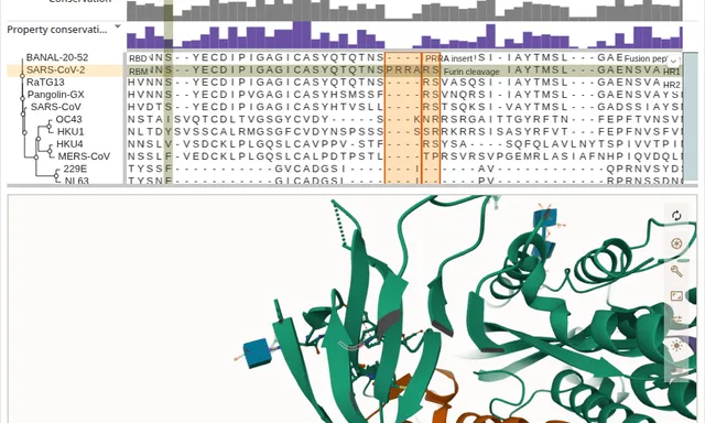 The spike alignment on the PRRA insert above PDB 6VXX in Mol*, one SARS-CoV-2 residue shown as sticks on chain A