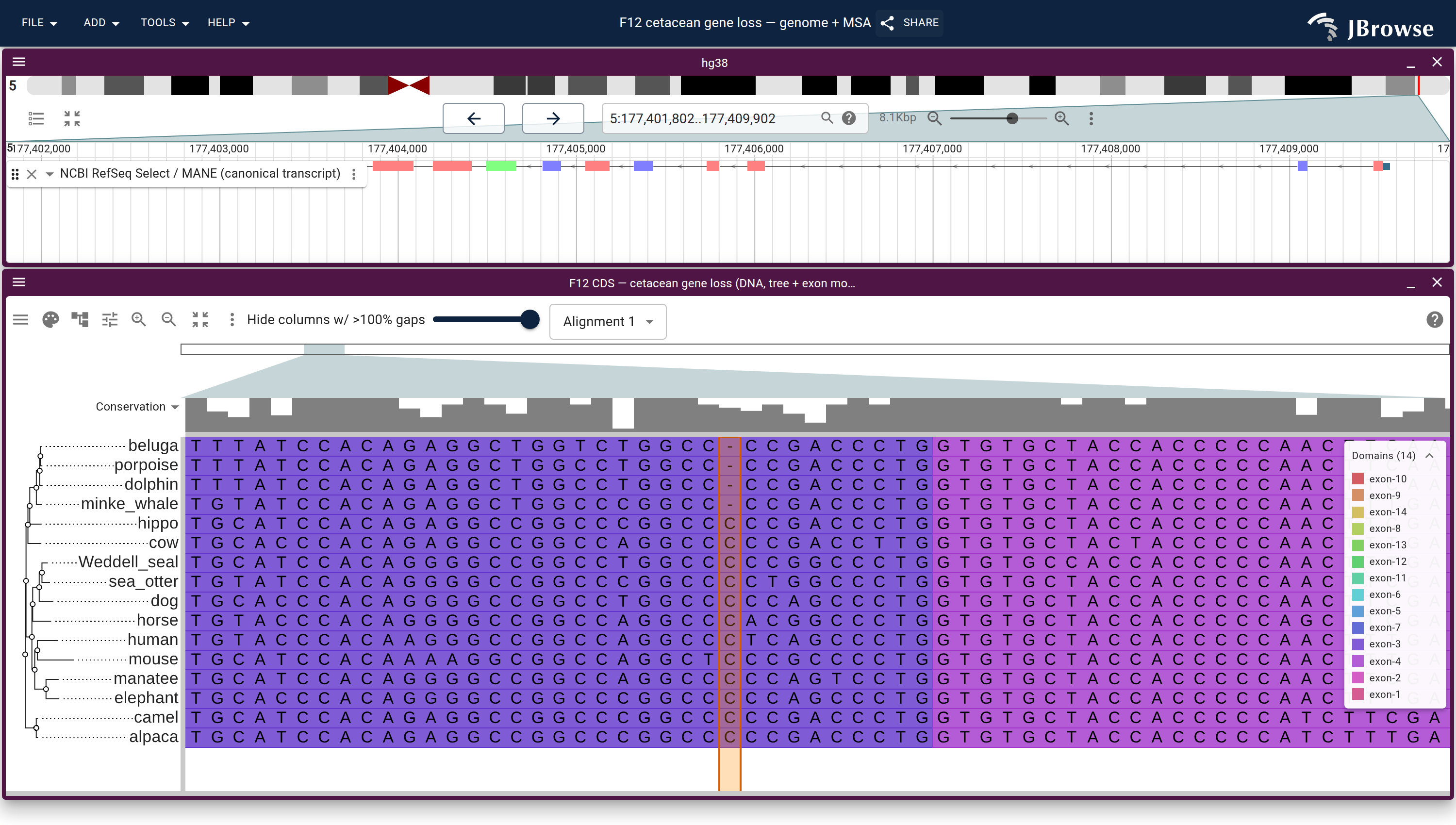 A single JBrowse session at base resolution over F12 exon 3: the RefSeq gene annotation track on top and the react-msaview DNA alignment with its species tree below, the four cetaceans showing a gap where every other mammal has a C — the shared single-base frameshift — with the highlighted column linking the genome to the alignment