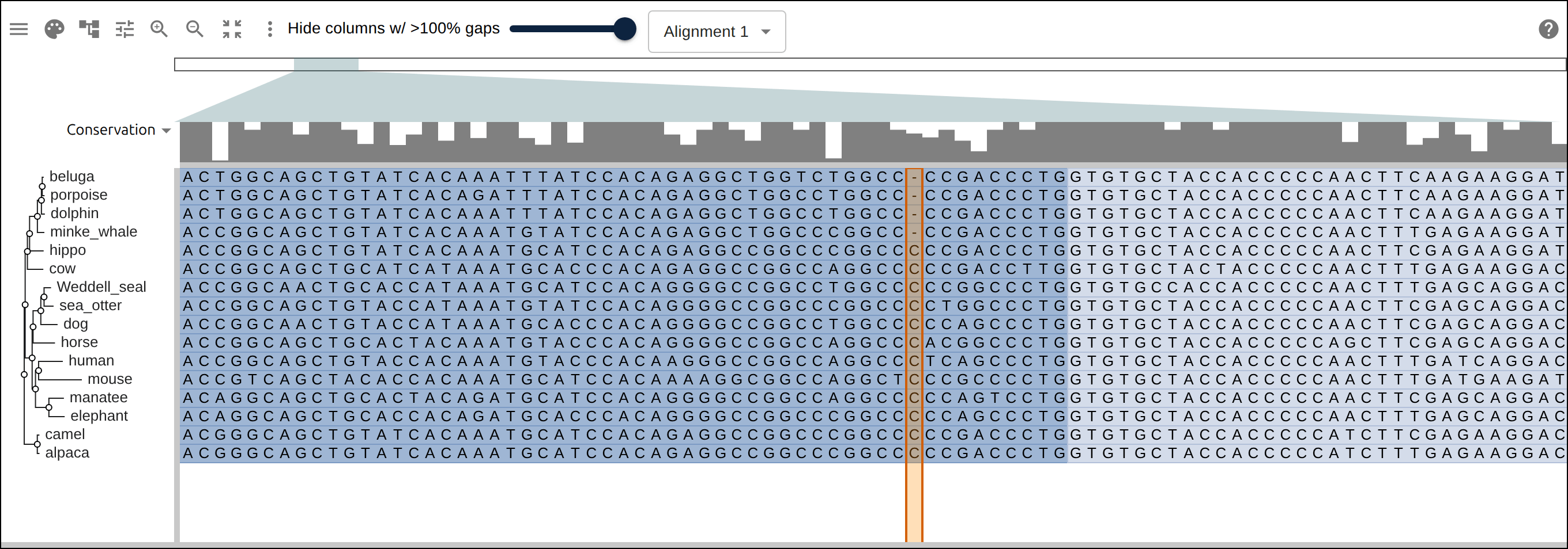 Zoomed to single nucleotides: F12 is intact in land mammals and the manatee, but a single-base deletion shared by exactly the four cetaceans — beside premature stops elsewhere — disables it. Gene loss visible at the base level, which a protein alignment cannot show.