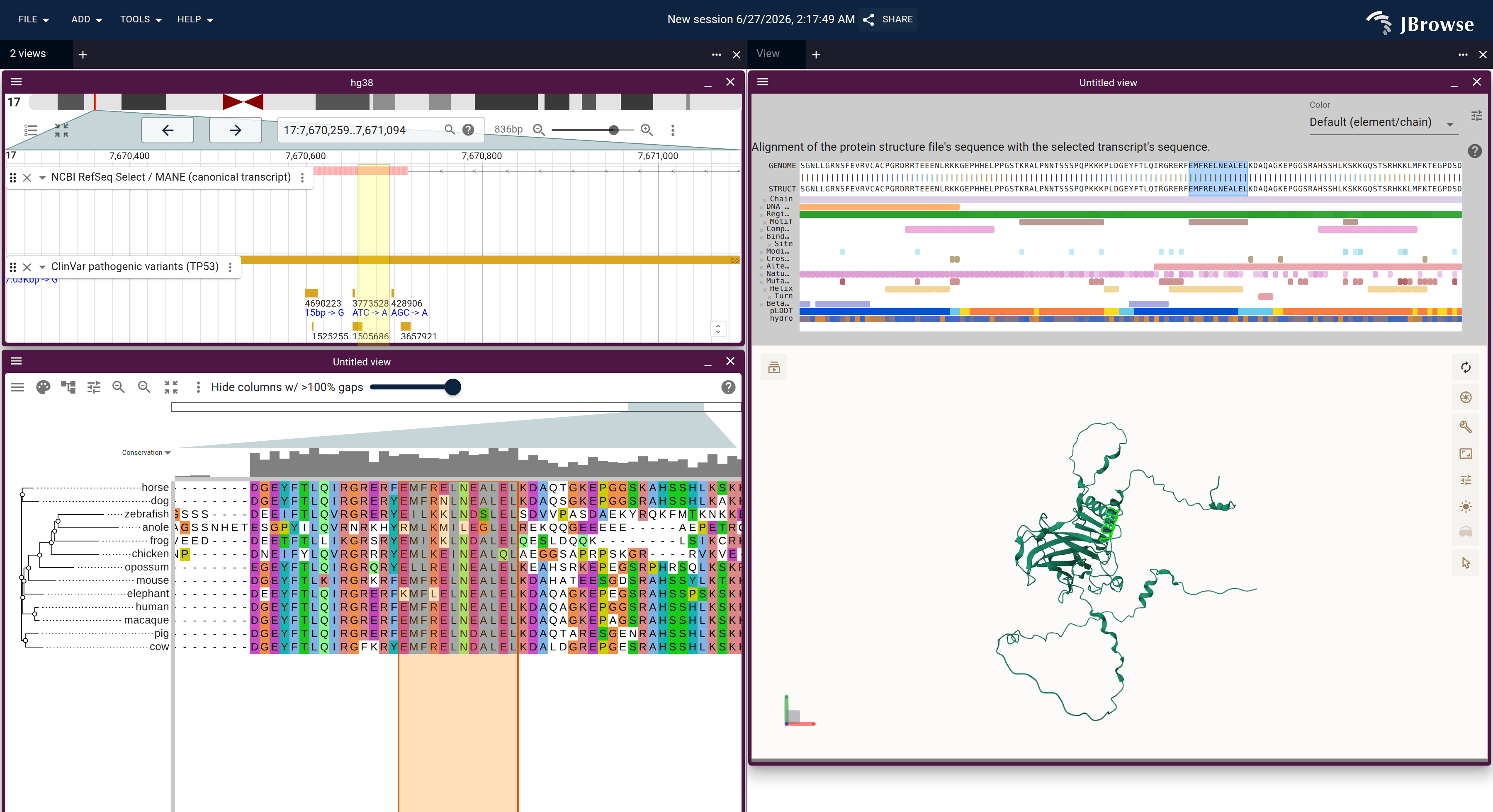 JBrowse: the TP53 gene with ClinVar, the p53 ortholog alignment, and the AlphaFold structure, all connected, with the nuclear export signal motif lit across genome, alignment, and 3D structure