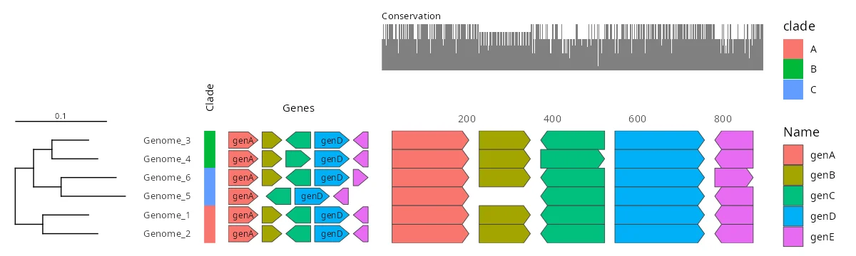 A gene cluster across six genomes, with each genome's clade drawn by ggmsaview. Each genome's genes as arrows in its own coordinates, genC reversed in every one and genB missing from Genome_5, beside a strip of its clade.
