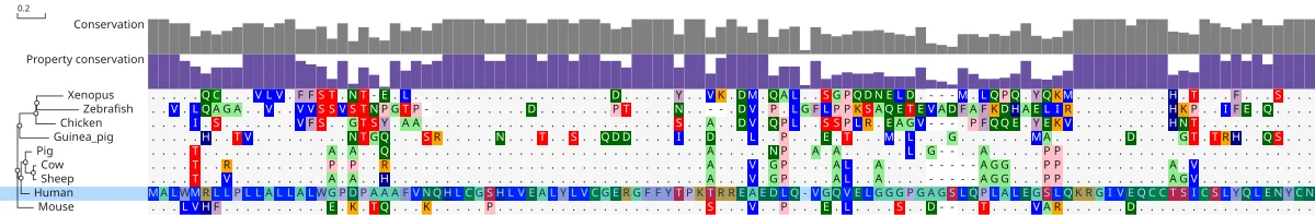 The same alignment drawn as its differences from human in JBrowseMSA. Every residue matching the human row prints as a dot, so the substitutions stand out in the C-peptide and the signal peptide.