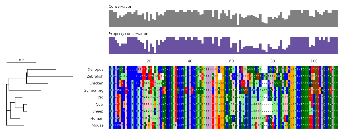 Preproinsulin across nine vertebrates, beside its tree drawn by ggmsaview. The B and A chains of mature insulin stay conserved under the conservation bars, while the C-peptide between them varies.