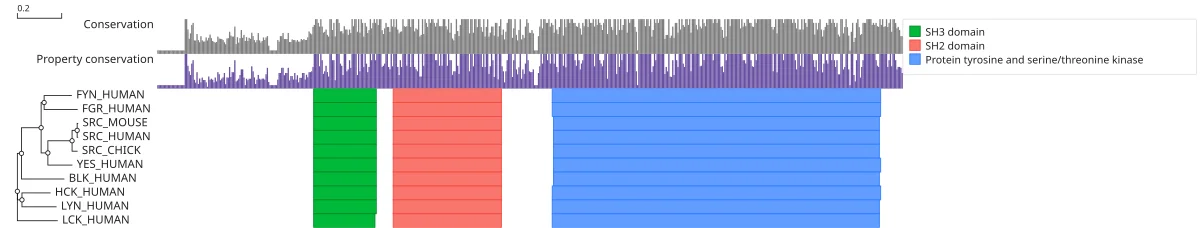 Ten Src-family kinases with their InterPro domains in JBrowseMSA. The SH3, SH2 and kinase domains line up in every member, the unique N-terminal region before them varying in length.