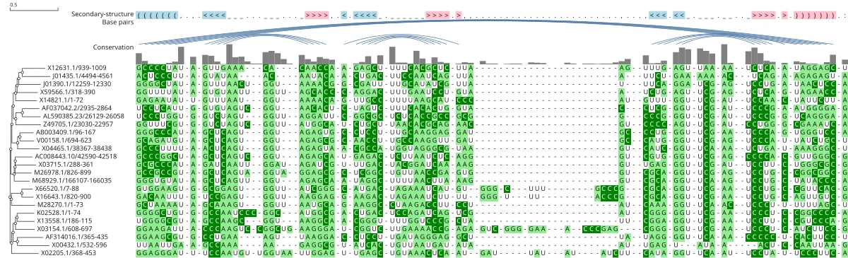 tRNA with its consensus secondary structure in JBrowseMSA. The four stems of the cloverleaf draw as base-pair arcs over the dot-bracket row, above conservation.