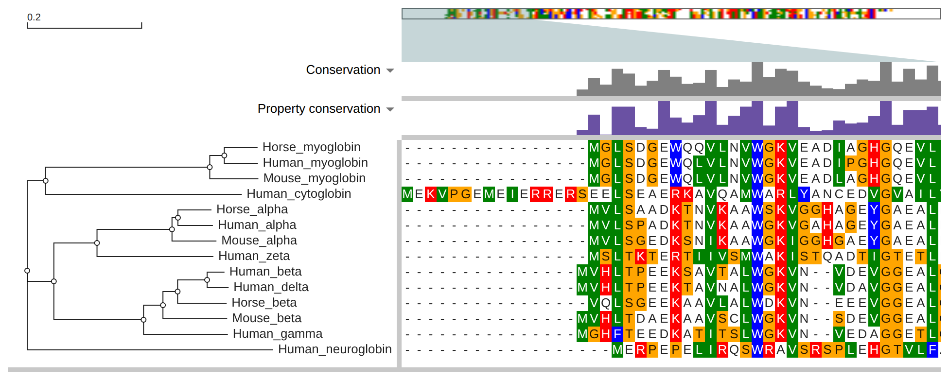 The globin alignment and tree
